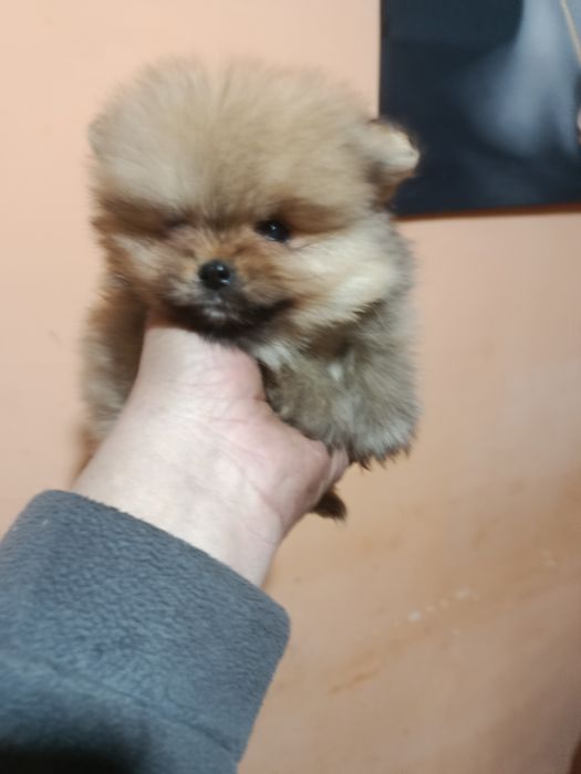 Померанкета.четери момчета