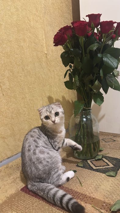 Таза кошки кыз шотландскы