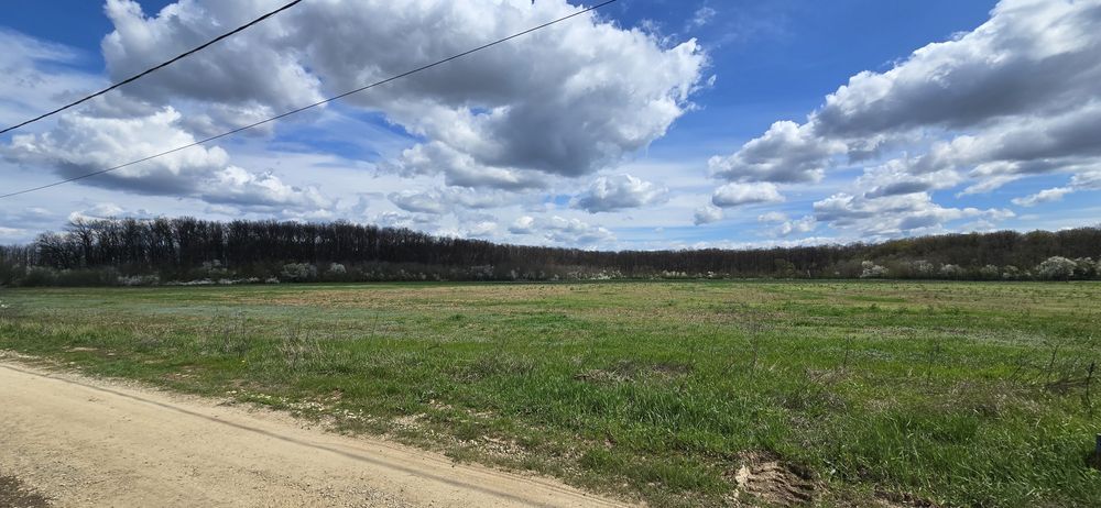 Snagov Ciofliceni Pădure