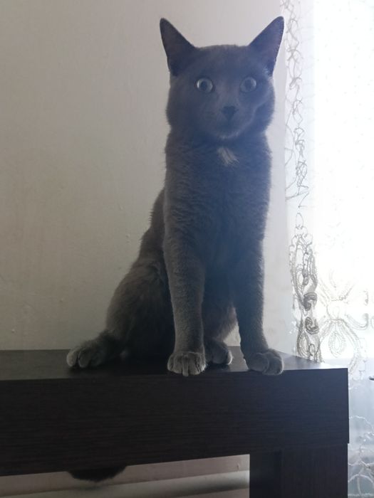 Молодой серый котик 7месяцев.