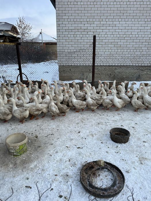 Қаз сатамын домашний