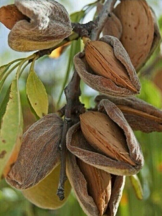 Кошет, саженцы, миндаль, бадам