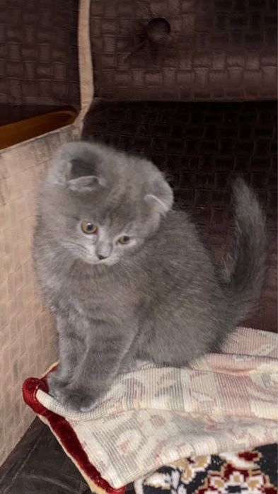 parodasi; skotish bn britanskiy