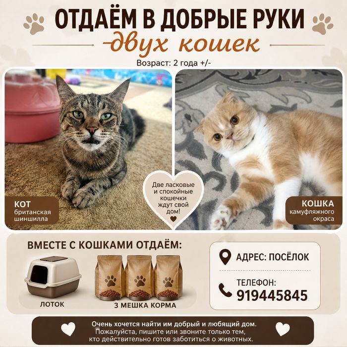 Отдаем двух кошек бесплатно