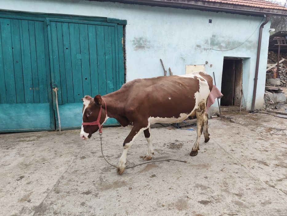 Vând vacă Red Holstein