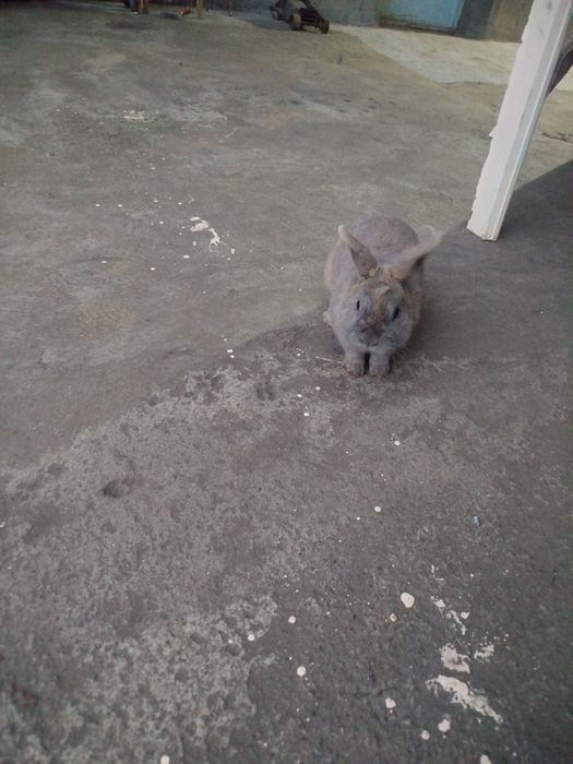 Karlik zotli sherigi bn sotladi 200 000 dan