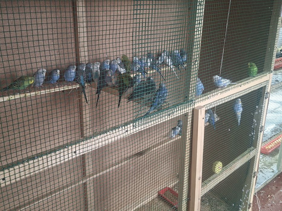 To'tiqushlar sotiladi bo'shatishga hamasi sotiladi sog'lom zo'r boqild