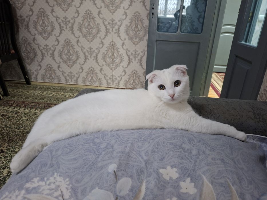 Кошка 1годик, вислоухая