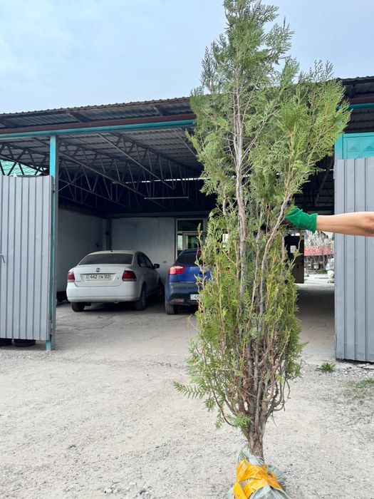 Продаю тую 1.5-2метра