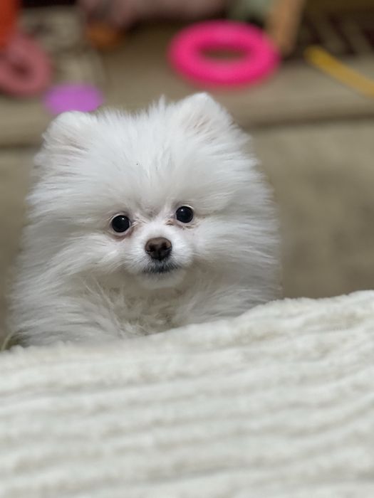 Шпиц щенок клубный