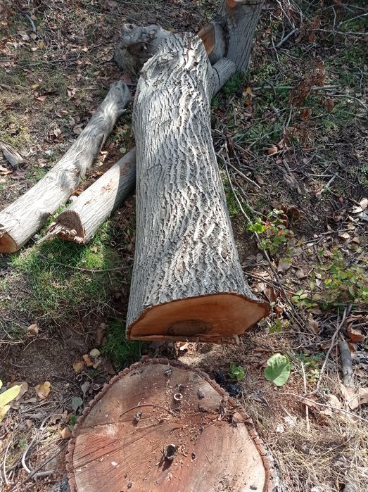 Otin tosinla hammasi 5mln tayyor kesilgan