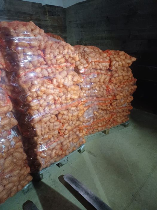 Cartofi consum, 60+ ambalați la 10kg și 25 kg