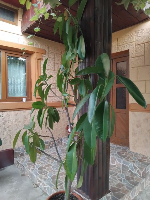 Vand ficus natural