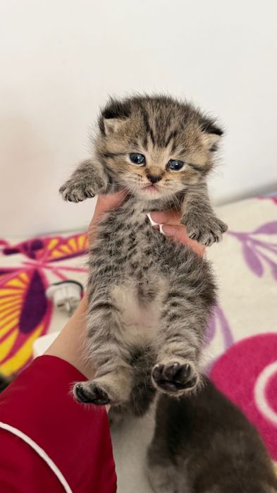 Продаётся котята