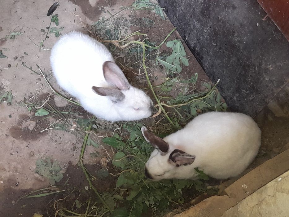 Кролик продом.Қояндар сатылады.
