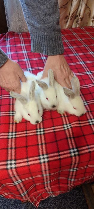 Кролики белые милые