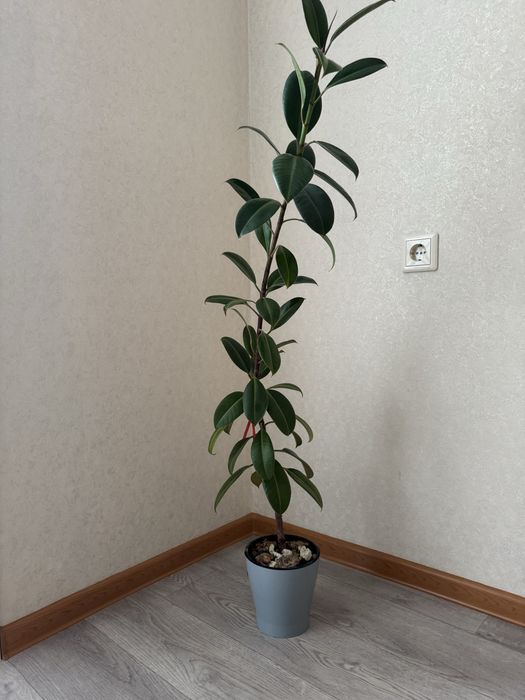 Продам цветок фикус