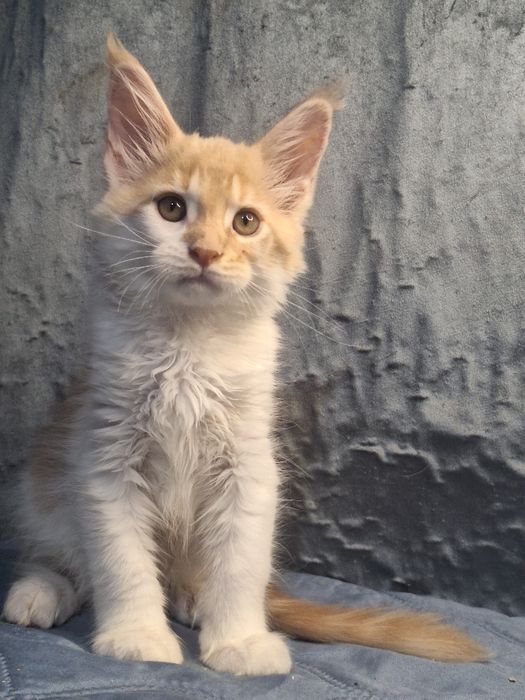 Котята мейн-кун из питомника _рассрочка!
