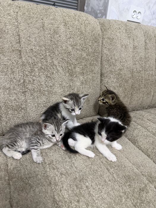 Котята Скотиш страйт