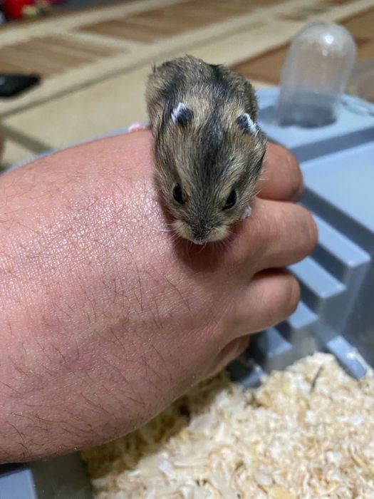 Продается бокс с хомяком