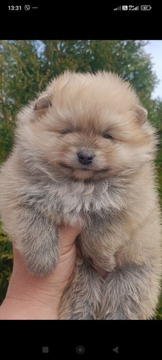 Померан/Померани