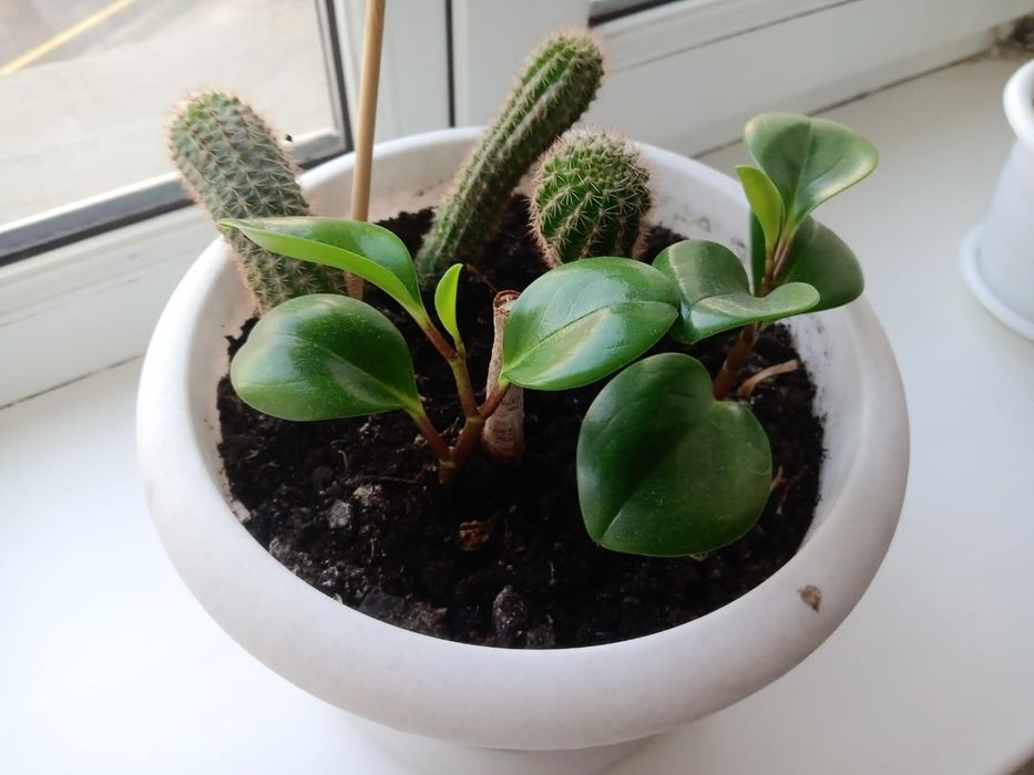 Продам цветы. Пеперомия