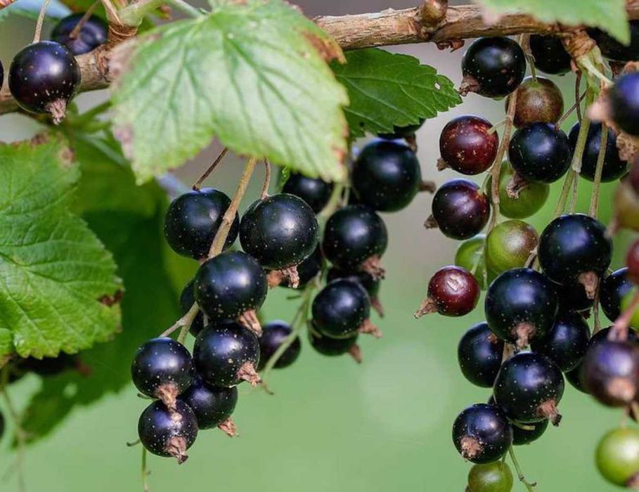 Куст черной смородины