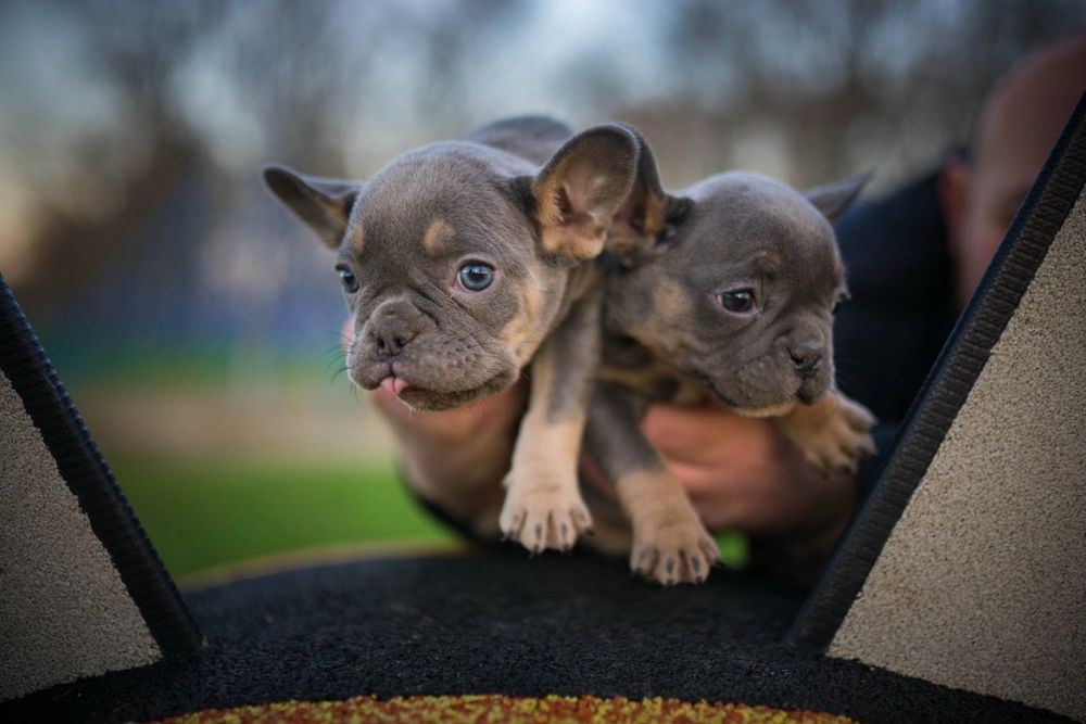 Френски булдог момче и момиче