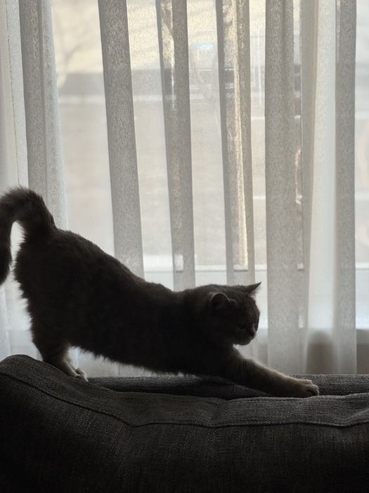 Вязка. Нежная красавица Scottish Straight ищет достойного кота