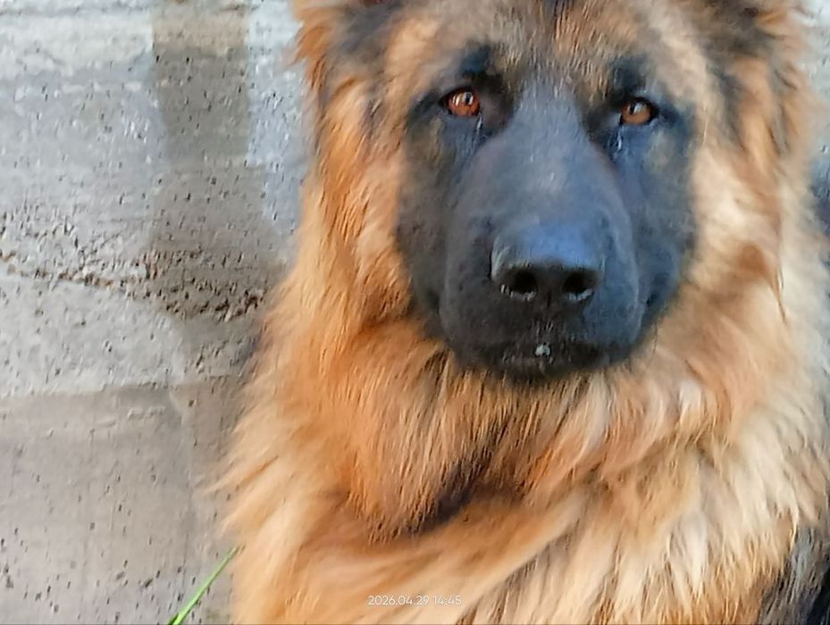 Продается овчарка 1 год мальчик