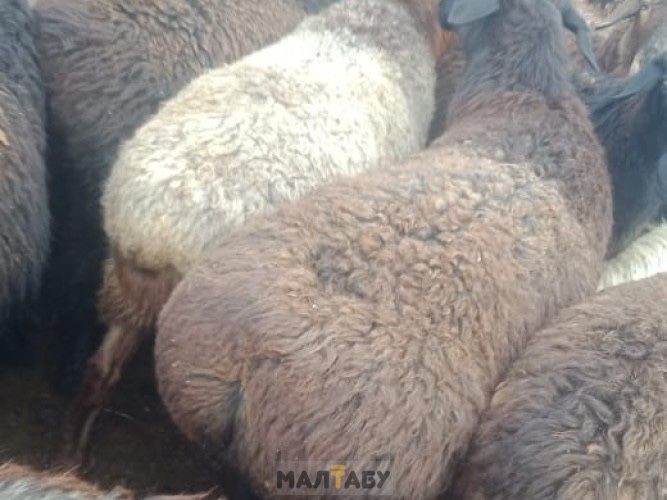 Баран Қой Овцы баран