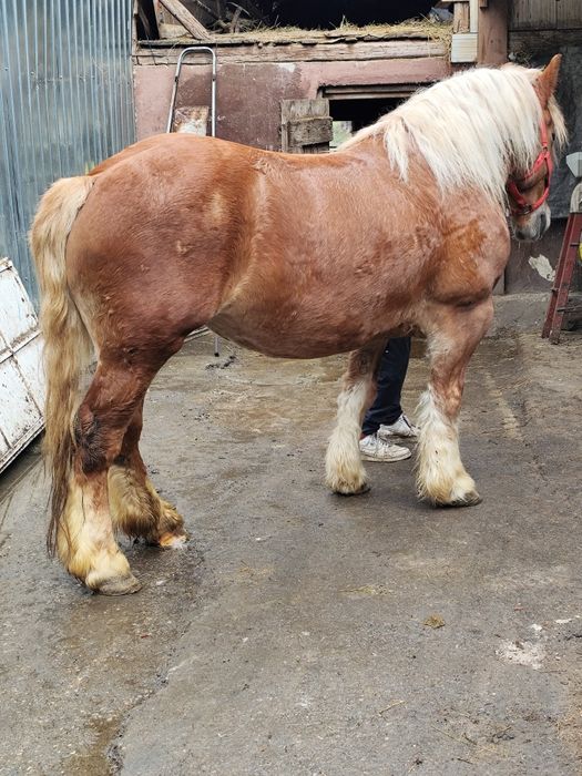 Vând iapă de 6 ani