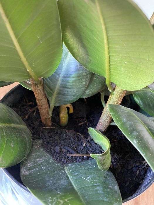 Фикус каучуконосный  Робуста