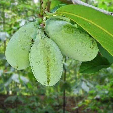 Banana nordului .