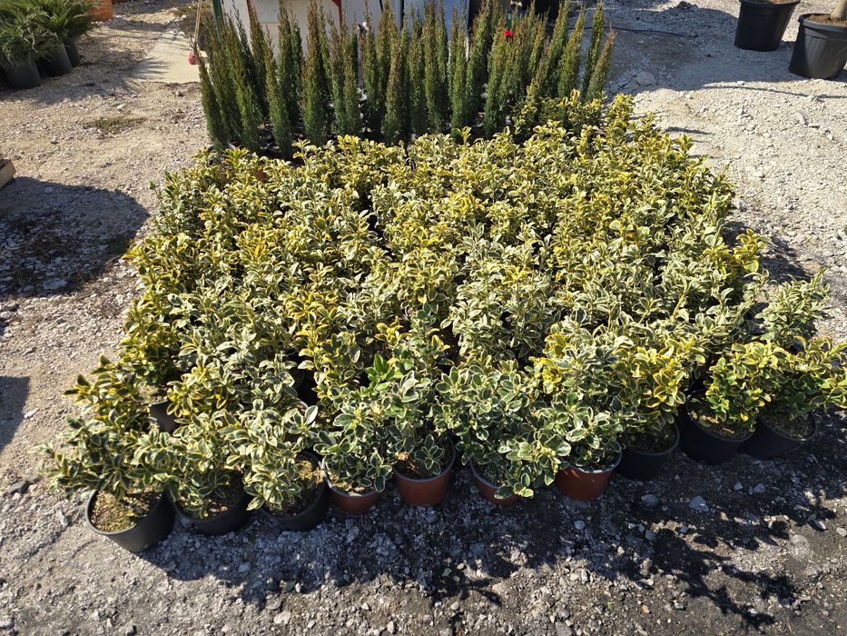 Dafin  Palmier pon-pon