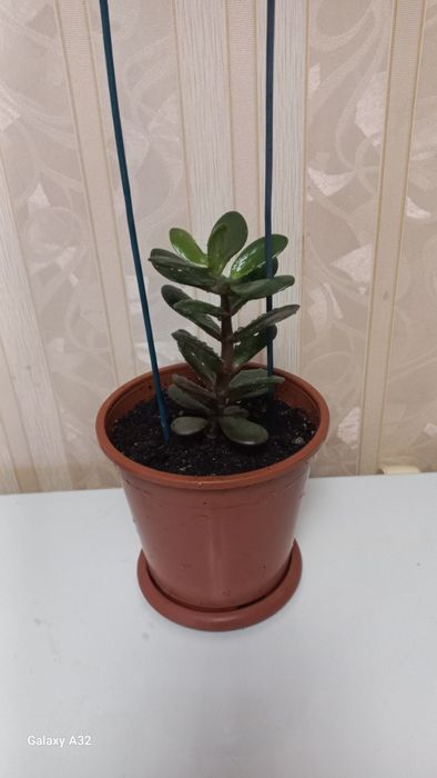 Комнатные растения -денежное дерево