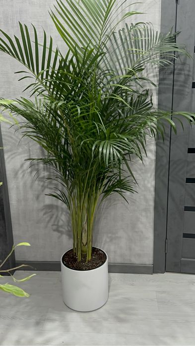 Деревья для офисов