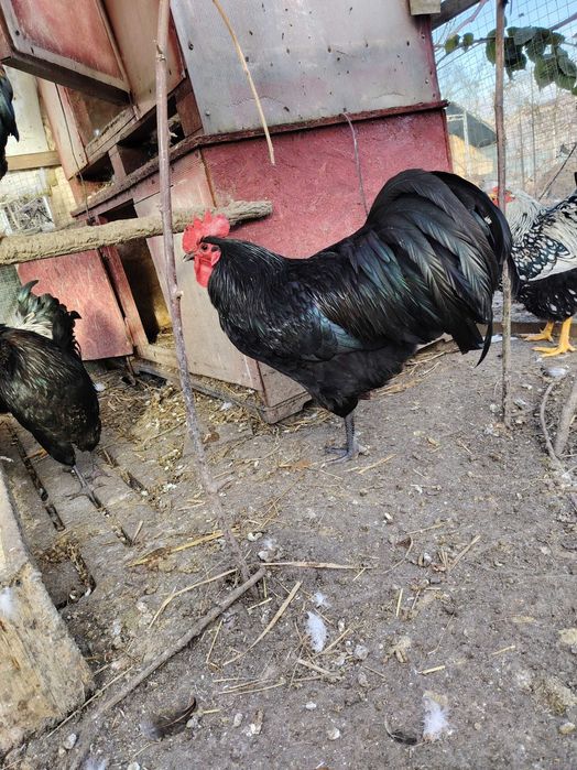 Cocosi din anul 2025