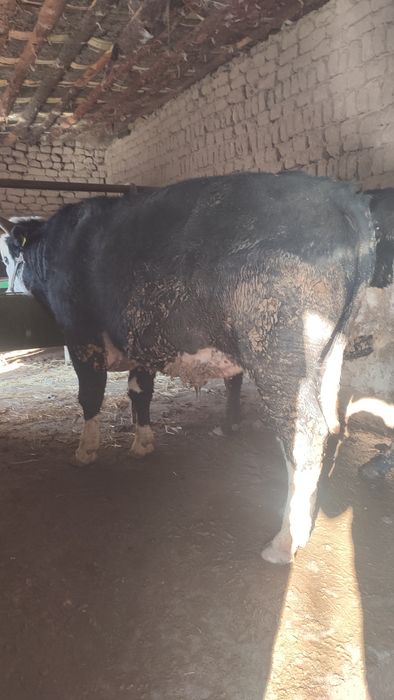 Осы 2 бас бұқа сатылады