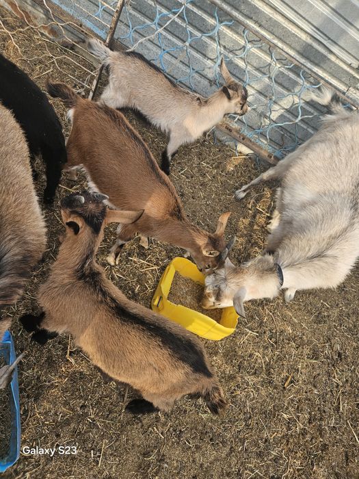 Сүтті ешкілер сатылымда