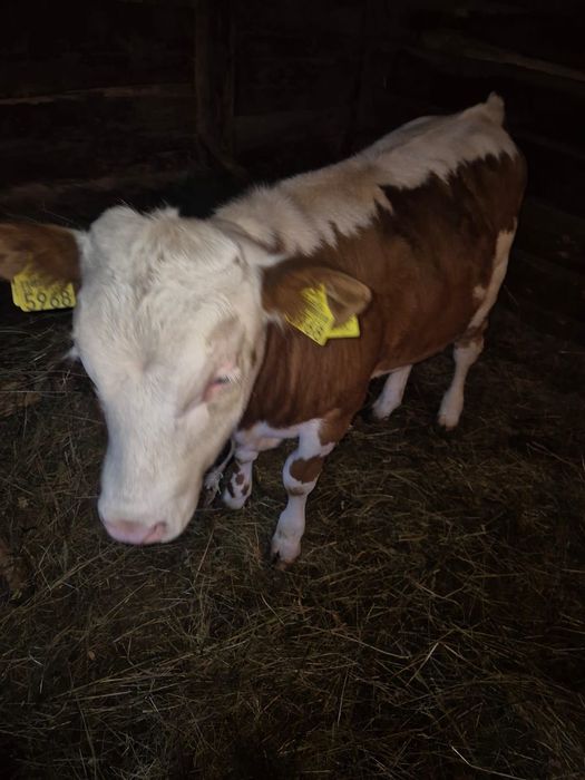 Vând Vițea de 3 luni