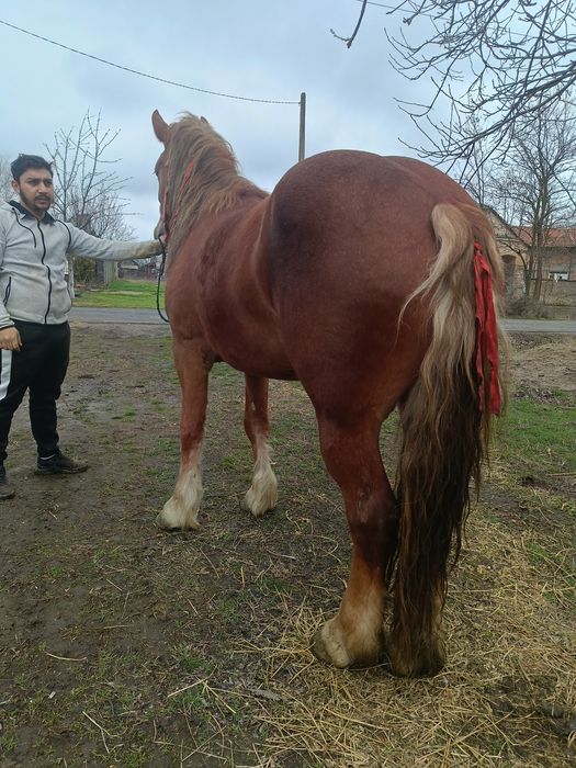 Vând sau schimb mânză