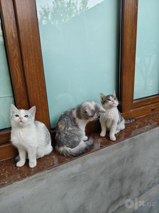 3 котёнка девочки 3мес