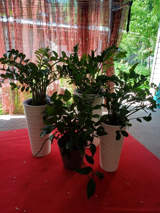 Цветы комнатные растения