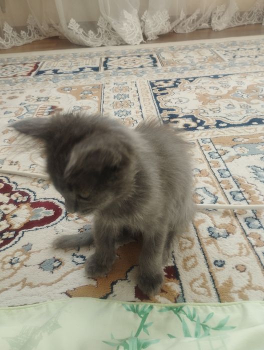 Котенок в добрые руки