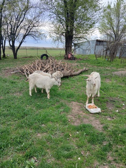 продам козел ешкы