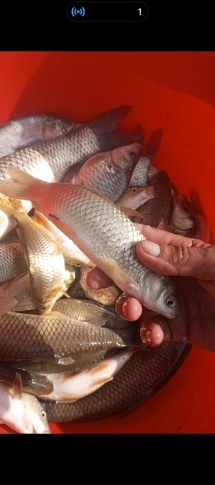 Балки бокадиган кулдан