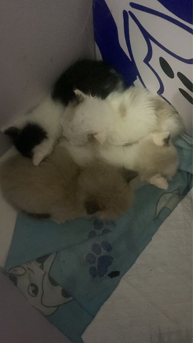 Отдам котят в добрые руки