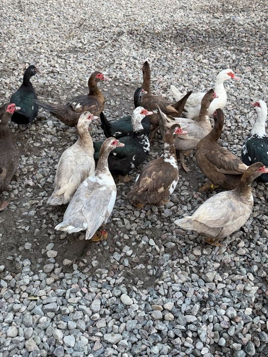 Красивые ухоженные индоутки утки