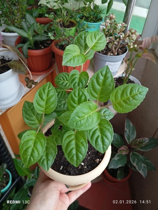 Продам комнатные растения